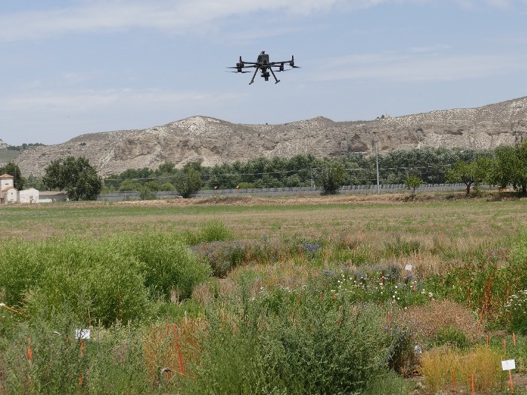 dron