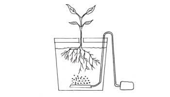 Cultivo hidropónico