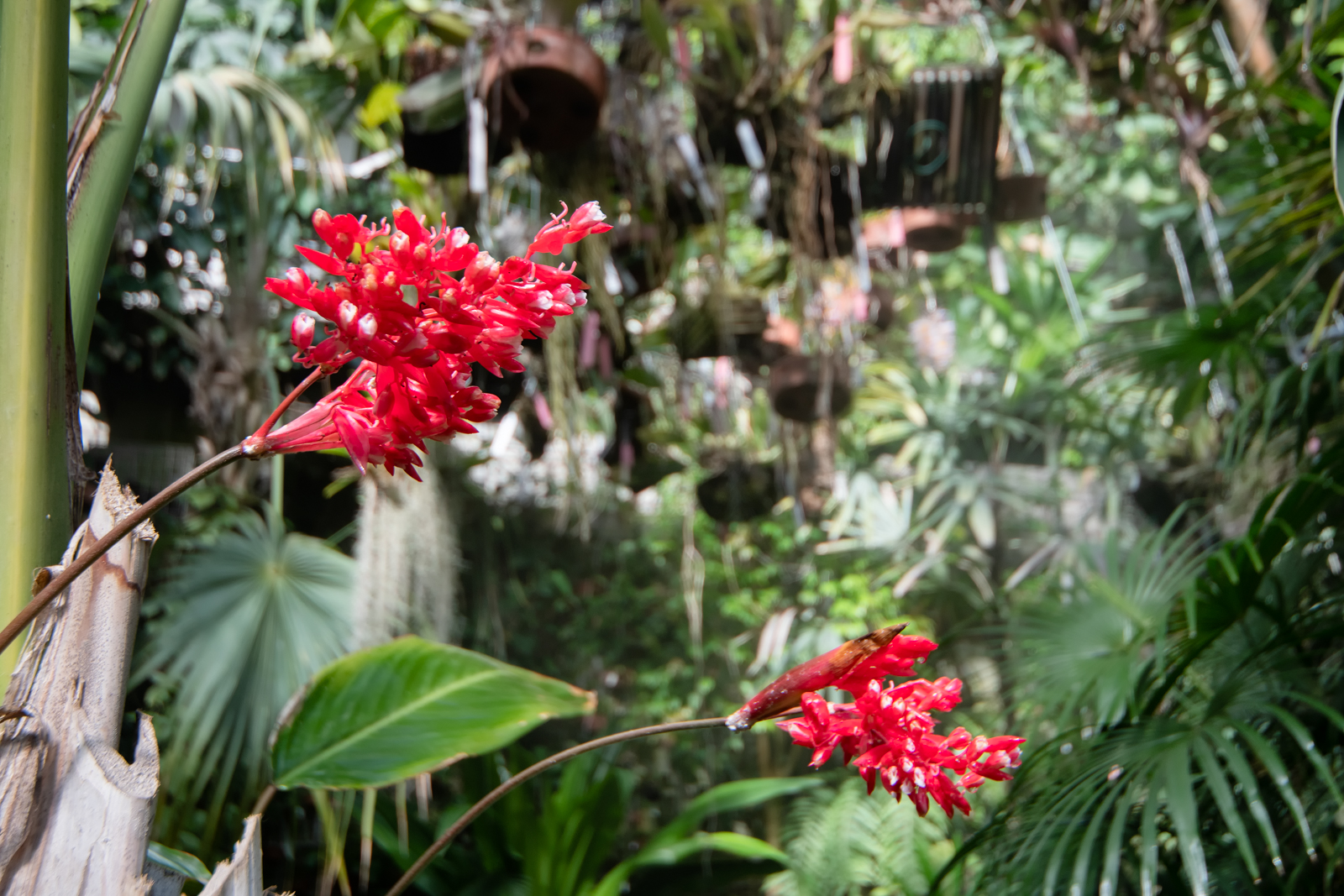 Dosel vegetal tropical del invernadero del RJB-CSIC
