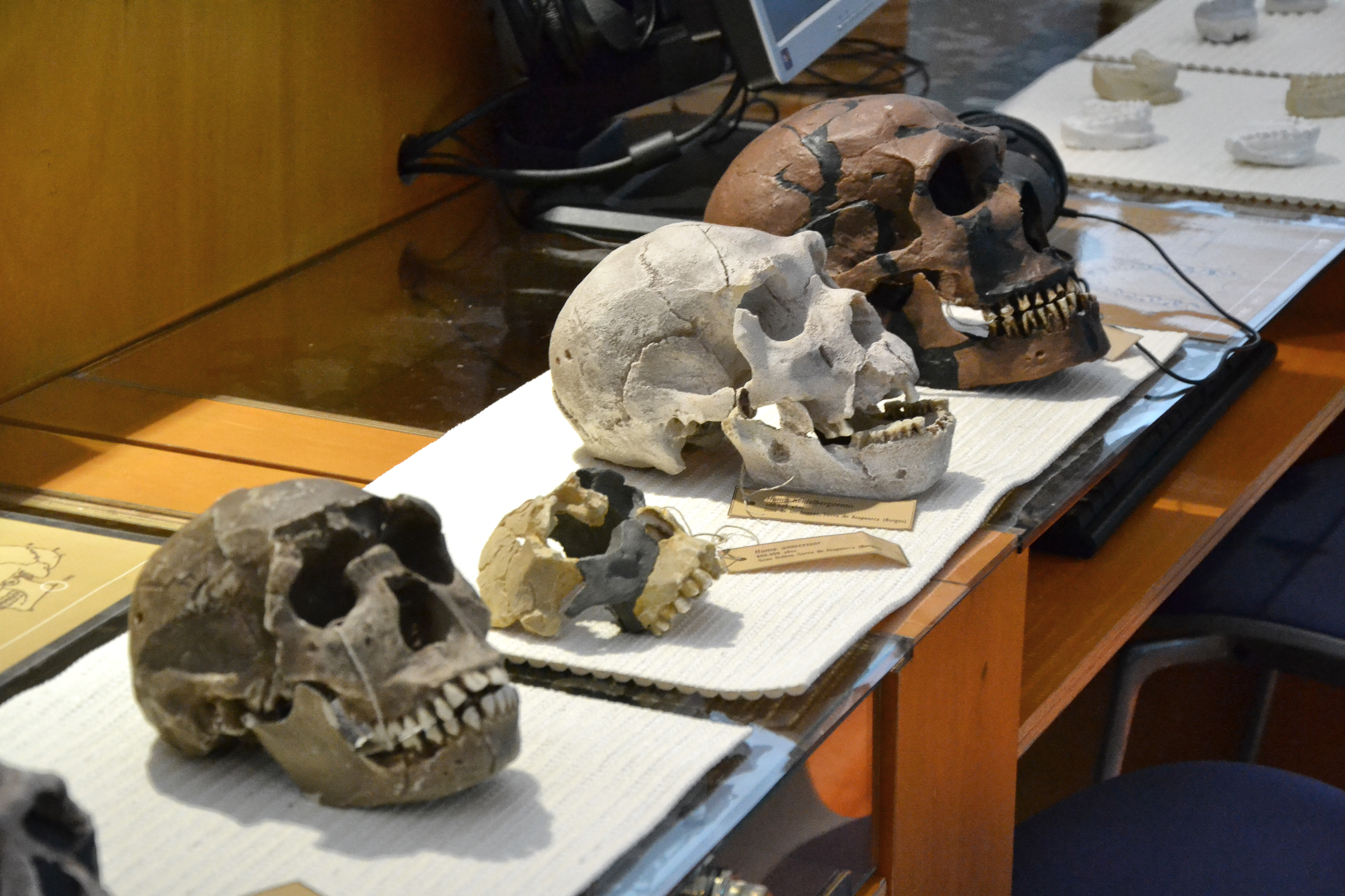 Imagen de cráneos de homininos