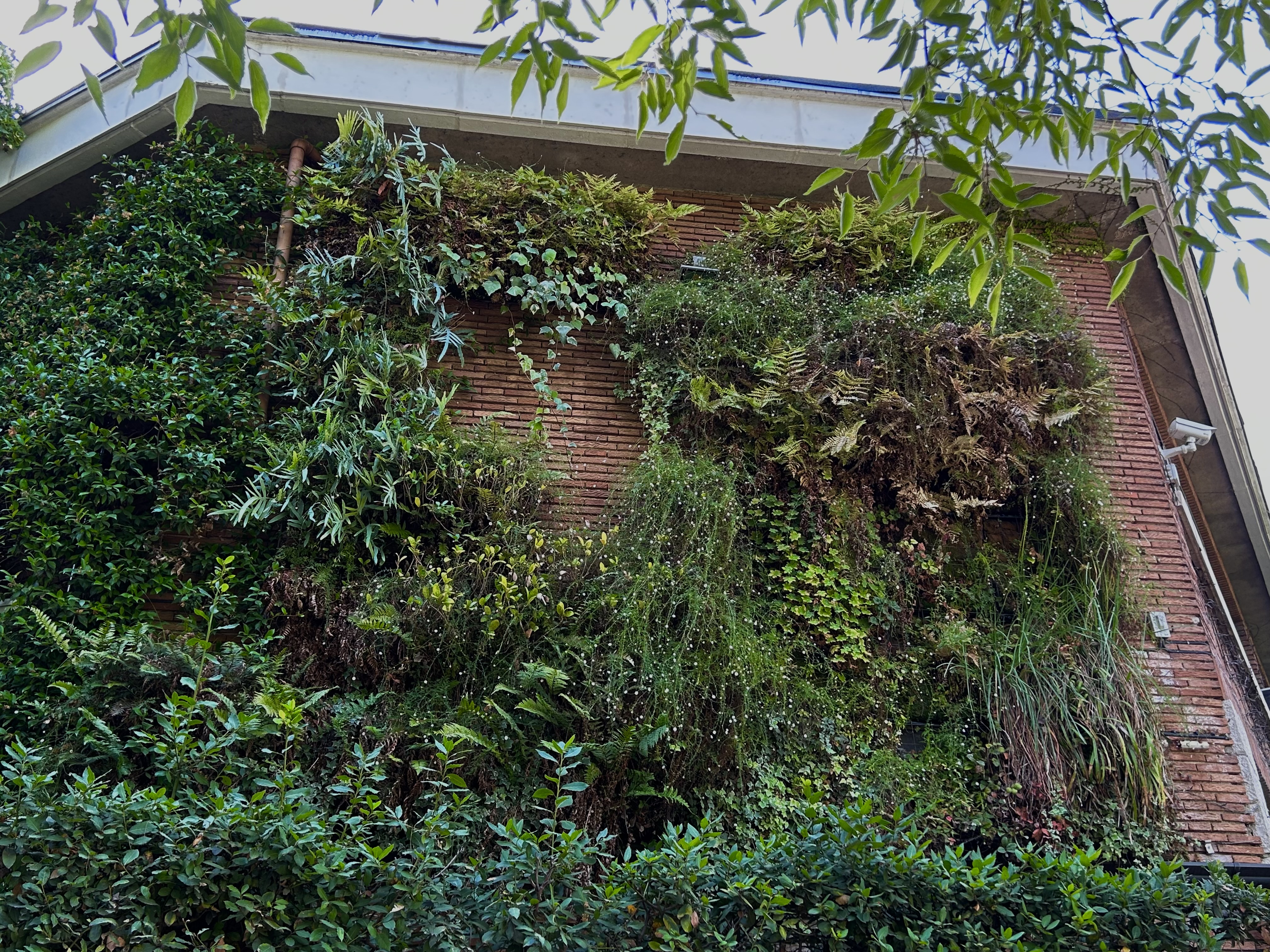 Jardín vertical del RJB-CSIC