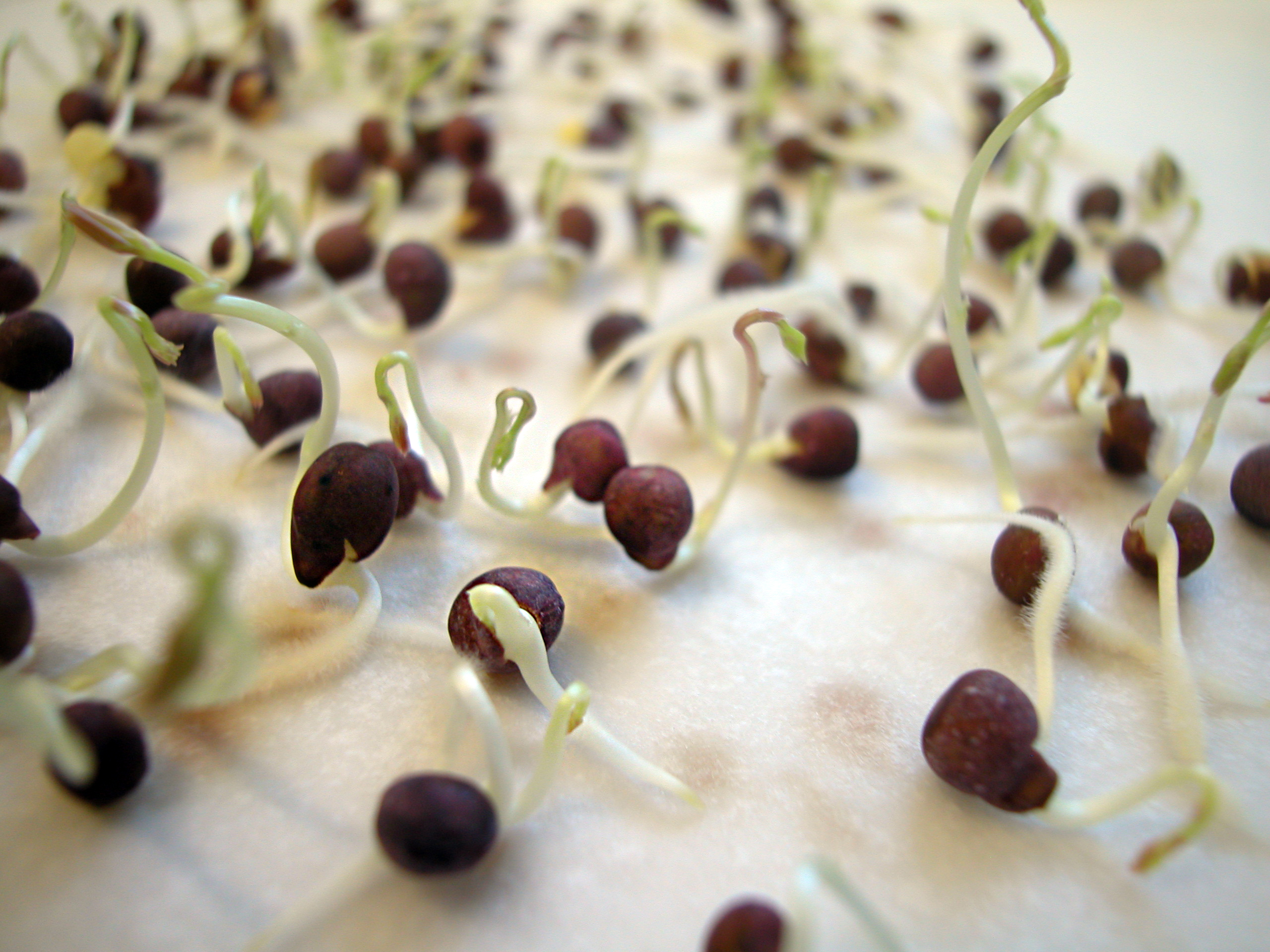 Semillas germinando