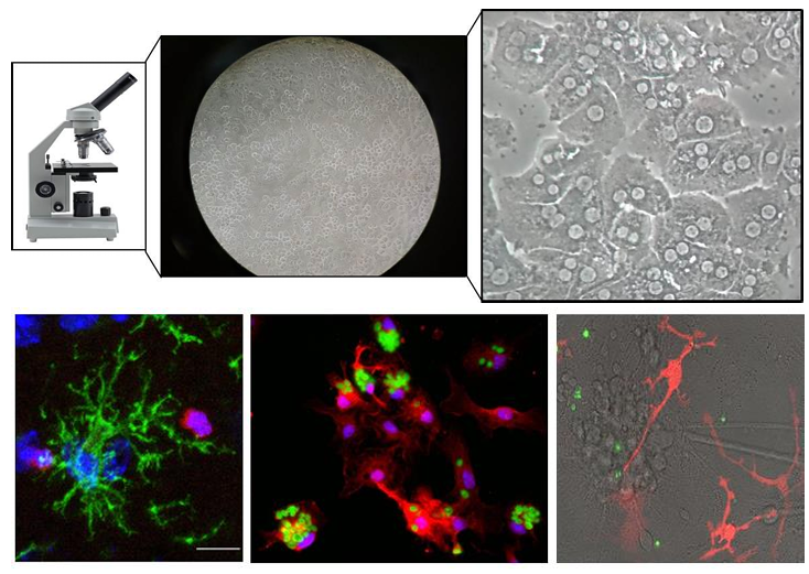 Jornada de puertas abiertas del Instituto de Investigaciones Biomédicas de Barcelona