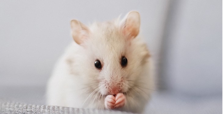 Ratón