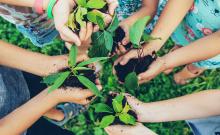 Manos de niños cogiendo plantas 